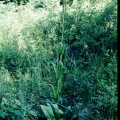 frasera-fastigiata -usa-BED95B48-4B6D-11DC-8D9F-000A95CA2156.jpg